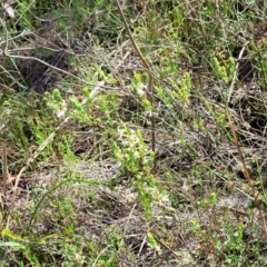 Brachyloma daphnoides at Gundaroo, NSW - 21 Oct 2023