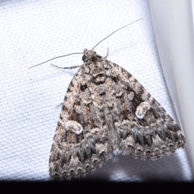 Condica aroana (Small Condica Moth) at QPRC LGA - 20 Oct 2023 by DianneClarke