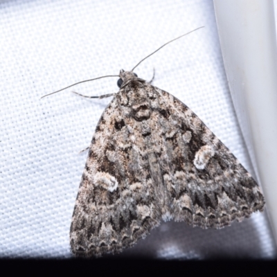 Condica aroana (Small Condica Moth) at Jerrabomberra, NSW - 20 Oct 2023 by DianneClarke