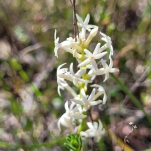 Stackhousia monogyna at Gundaroo, NSW - 21 Oct 2023 11:08 AM