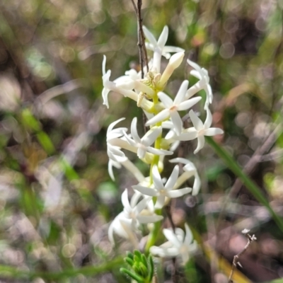 Stackhousia monogyna (Creamy Candles) at Mcleods Creek Res (Gundaroo) - 21 Oct 2023 by trevorpreston