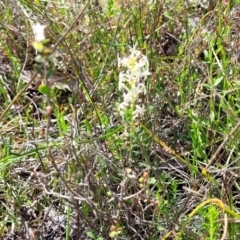 Stackhousia monogyna at Gundaroo, NSW - 21 Oct 2023 11:08 AM