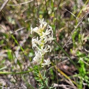 Stackhousia monogyna at Gundaroo, NSW - 21 Oct 2023 11:08 AM