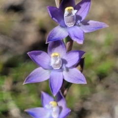 Thelymitra peniculata (Blue Star Sun-orchid) at Gundaroo, NSW - 21 Oct 2023 by trevorpreston