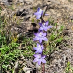 Thelymitra peniculata at Mcleods Creek Res (Gundaroo) - suppressed