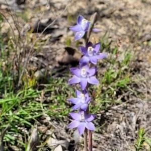 Thelymitra peniculata at Mcleods Creek Res (Gundaroo) - suppressed