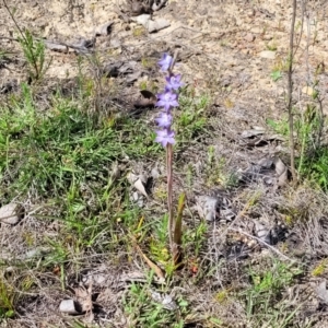 Thelymitra peniculata at Mcleods Creek Res (Gundaroo) - suppressed