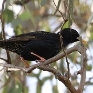 Sturnus vulgaris at Yarralumla, ACT - 21 Oct 2023 09:23 AM