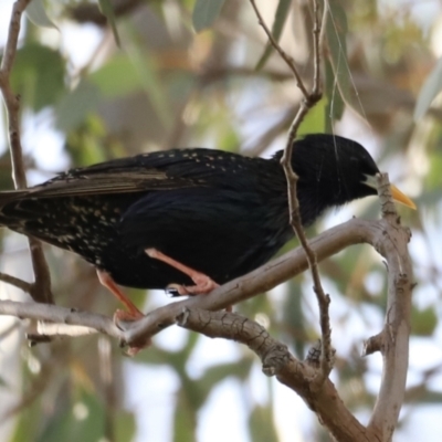 Sturnus vulgaris (Common Starling) at Yarralumla, ACT - 20 Oct 2023 by JimL