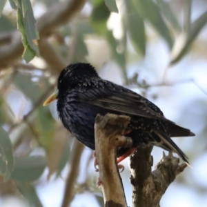 Sturnus vulgaris at Yarralumla, ACT - 21 Oct 2023