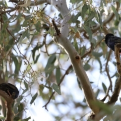 Sturnus vulgaris at Yarralumla, ACT - 21 Oct 2023