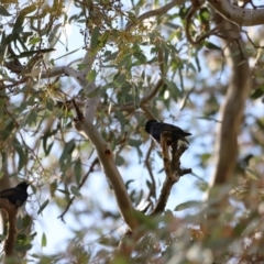 Sturnus vulgaris at Yarralumla, ACT - 21 Oct 2023