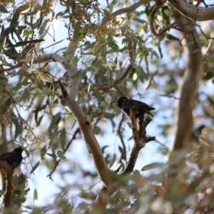 Sturnus vulgaris at Yarralumla, ACT - 21 Oct 2023 09:23 AM