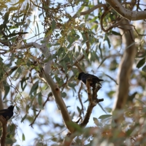 Sturnus vulgaris at Yarralumla, ACT - 21 Oct 2023