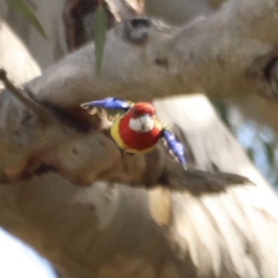 Platycercus eximius (Eastern Rosella) at Yarralumla, ACT - 20 Oct 2023 by JimL