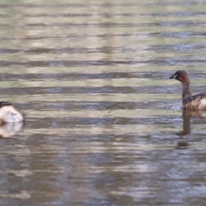 Tachybaptus novaehollandiae at Yarralumla, ACT - 21 Oct 2023