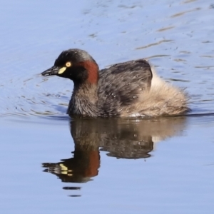 Tachybaptus novaehollandiae at Yarralumla, ACT - 21 Oct 2023