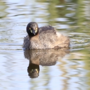 Tachybaptus novaehollandiae at Yarralumla, ACT - 21 Oct 2023