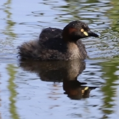 Tachybaptus novaehollandiae at Yarralumla, ACT - 21 Oct 2023