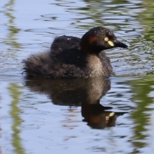 Tachybaptus novaehollandiae at Yarralumla, ACT - 21 Oct 2023