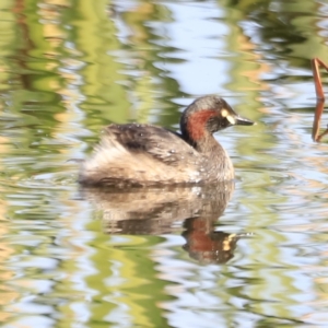 Tachybaptus novaehollandiae at Yarralumla, ACT - 21 Oct 2023