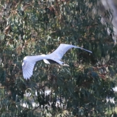 Ardea pacifica (White-necked Heron) at Aranda Bushland - 20 Oct 2023 by JimL