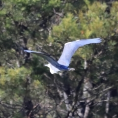 Ardea pacifica at Yarralumla, ACT - 21 Oct 2023