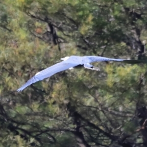 Ardea pacifica at Yarralumla, ACT - 21 Oct 2023