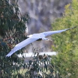 Ardea pacifica at Yarralumla, ACT - 21 Oct 2023