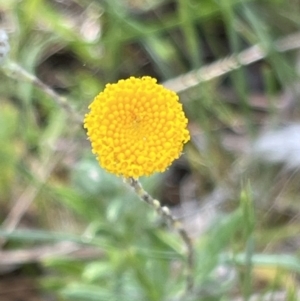 Leptorhynchos squamatus subsp. squamatus at Belconnen, ACT - 21 Oct 2023