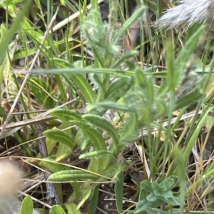 Leptorhynchos squamatus subsp. squamatus at Belconnen, ACT - 21 Oct 2023