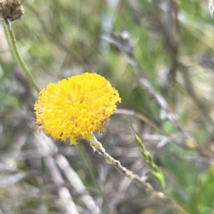 Leptorhynchos squamatus subsp. squamatus at Belconnen, ACT - 21 Oct 2023