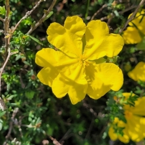 Hibbertia porcata at Gundaroo, NSW - 21 Oct 2023