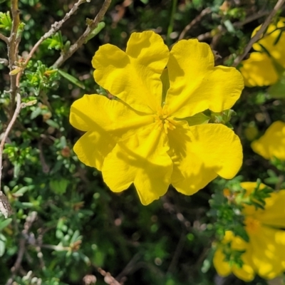 Hibbertia porcata (A Guinea Flower) at Mcleods Creek Res (Gundaroo) - 21 Oct 2023 by trevorpreston