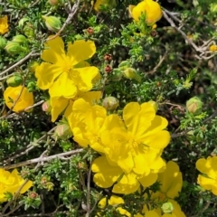 Hibbertia porcata at Gundaroo, NSW - 21 Oct 2023