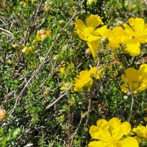 Hibbertia porcata at Gundaroo, NSW - 21 Oct 2023