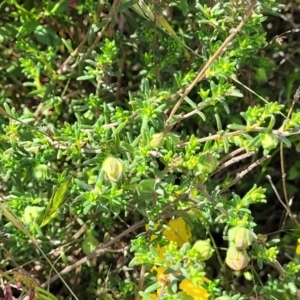 Hibbertia porcata at Gundaroo, NSW - 21 Oct 2023