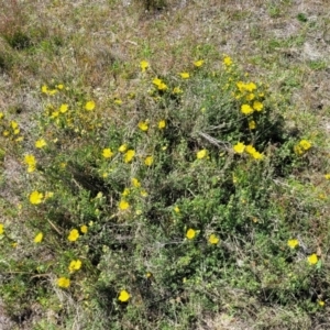 Hibbertia porcata at Gundaroo, NSW - 21 Oct 2023