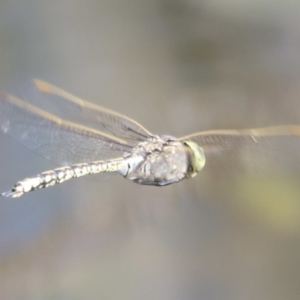 Anax papuensis at Aranda Bushland - 21 Oct 2023 09:19 AM