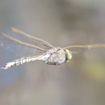 Anax papuensis (Australian Emperor) at Belconnen, ACT - 21 Oct 2023 by JimL