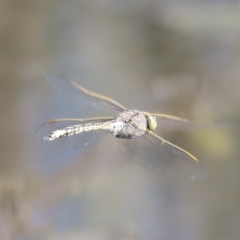 Anax papuensis at Aranda Bushland - 21 Oct 2023