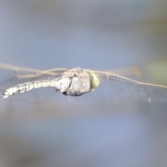 Anax papuensis at Aranda Bushland - 21 Oct 2023 09:19 AM