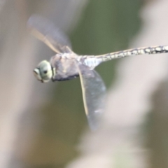 Anax papuensis at Aranda Bushland - 21 Oct 2023