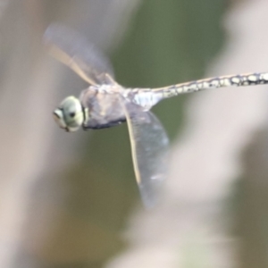 Anax papuensis at Aranda Bushland - 21 Oct 2023 09:19 AM