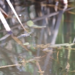 Anax papuensis at Aranda Bushland - 21 Oct 2023 09:19 AM