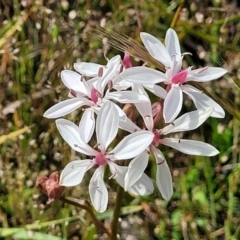 Burchardia umbellata (Milkmaids) at Mcleods Creek Res (Gundaroo) - 21 Oct 2023 by trevorpreston