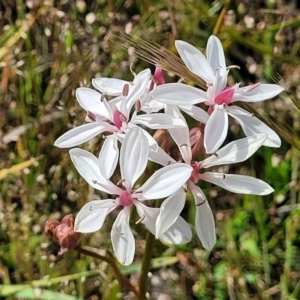 Burchardia umbellata at Gundaroo, NSW - 21 Oct 2023 11:04 AM