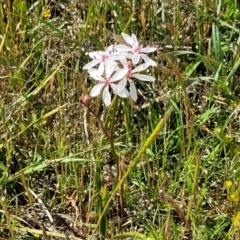 Burchardia umbellata at Gundaroo, NSW - 21 Oct 2023 11:04 AM