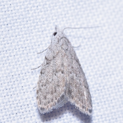 Nola pleurosema (Plain Tuft-moth) at QPRC LGA - 20 Oct 2023 by DianneClarke