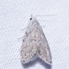 Nola pleurosema (Plain Tuft-moth) at Jerrabomberra, NSW - 20 Oct 2023 by DianneClarke